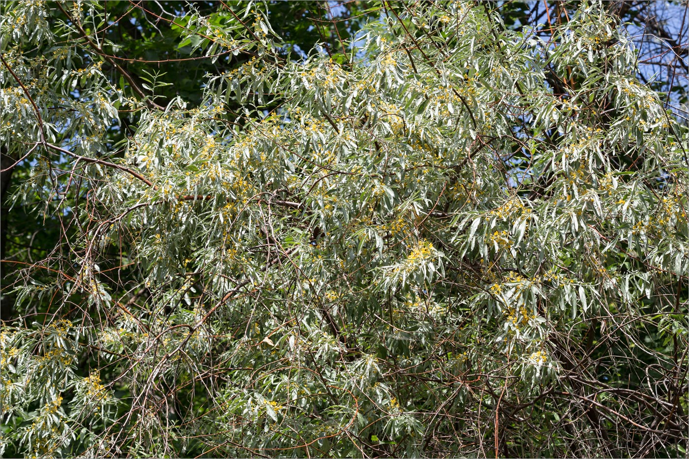 Image of Elaeagnus angustifolia specimen.