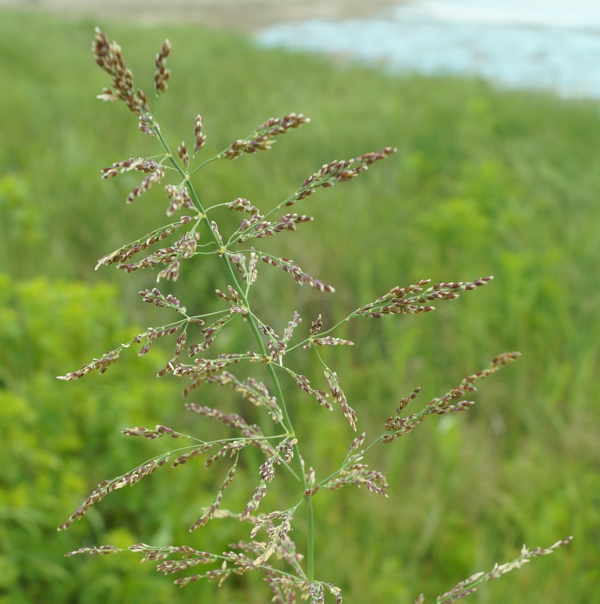 Image of Catabrosa aquatica specimen.