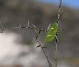 Vicia palaestina