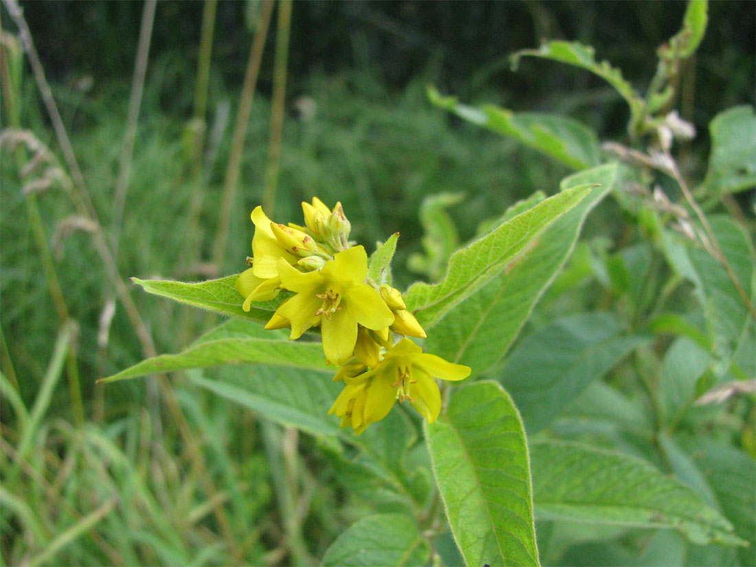 Изображение особи Lysimachia vulgaris.