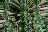 Euphorbia grandicornis. Верхушка побега с соцветиями. Марокко, обл. Марракеш - Сафи, г. Марракеш, в культуре. 31.12.2022.
