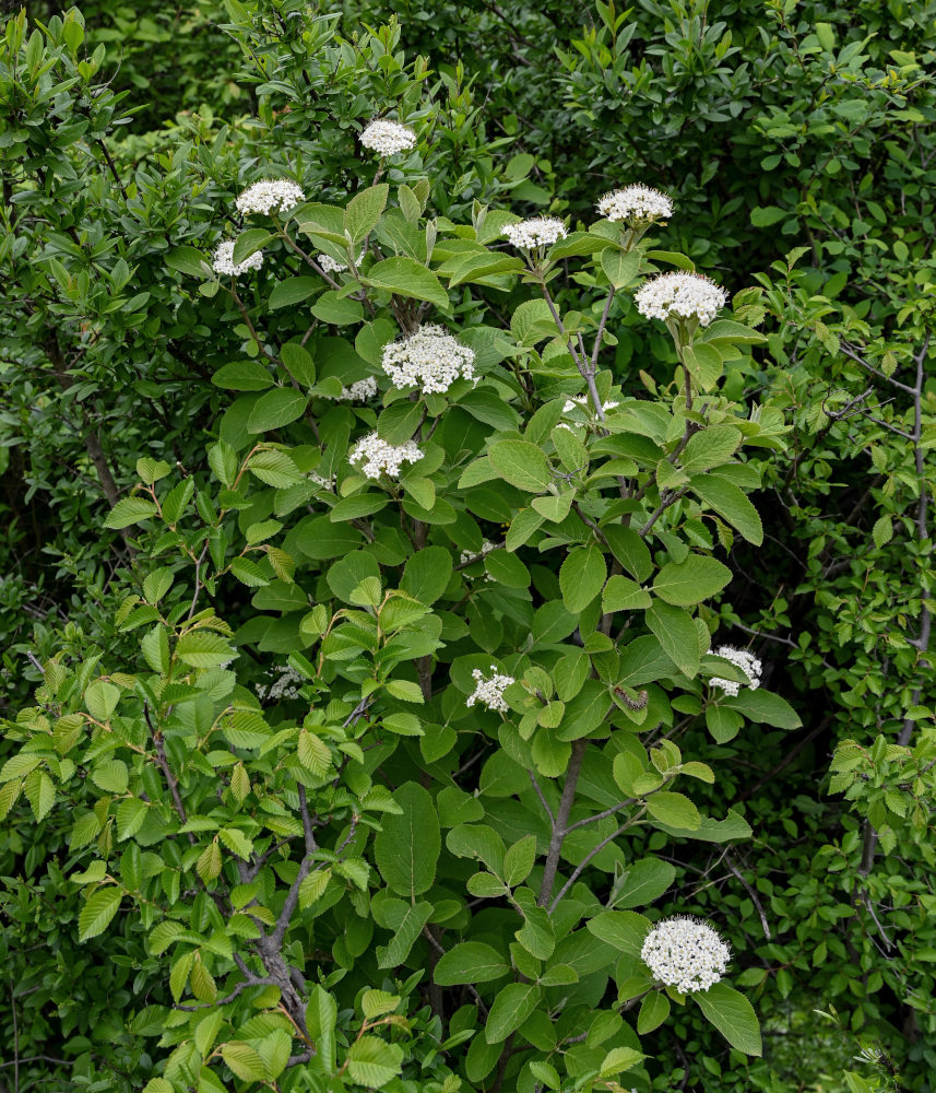 Изображение особи Viburnum lantana.