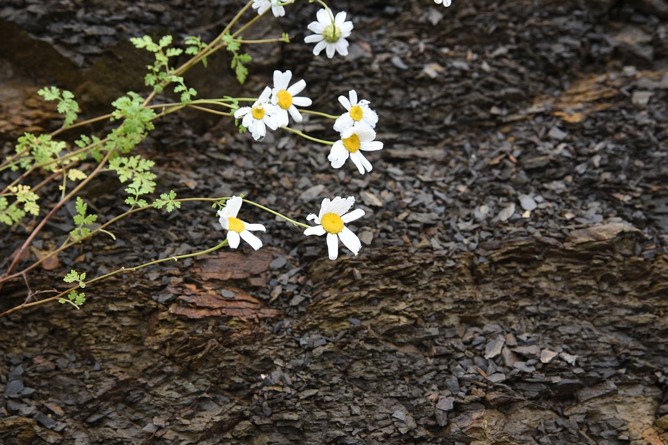 Изображение особи Pyrethrum demetrii.