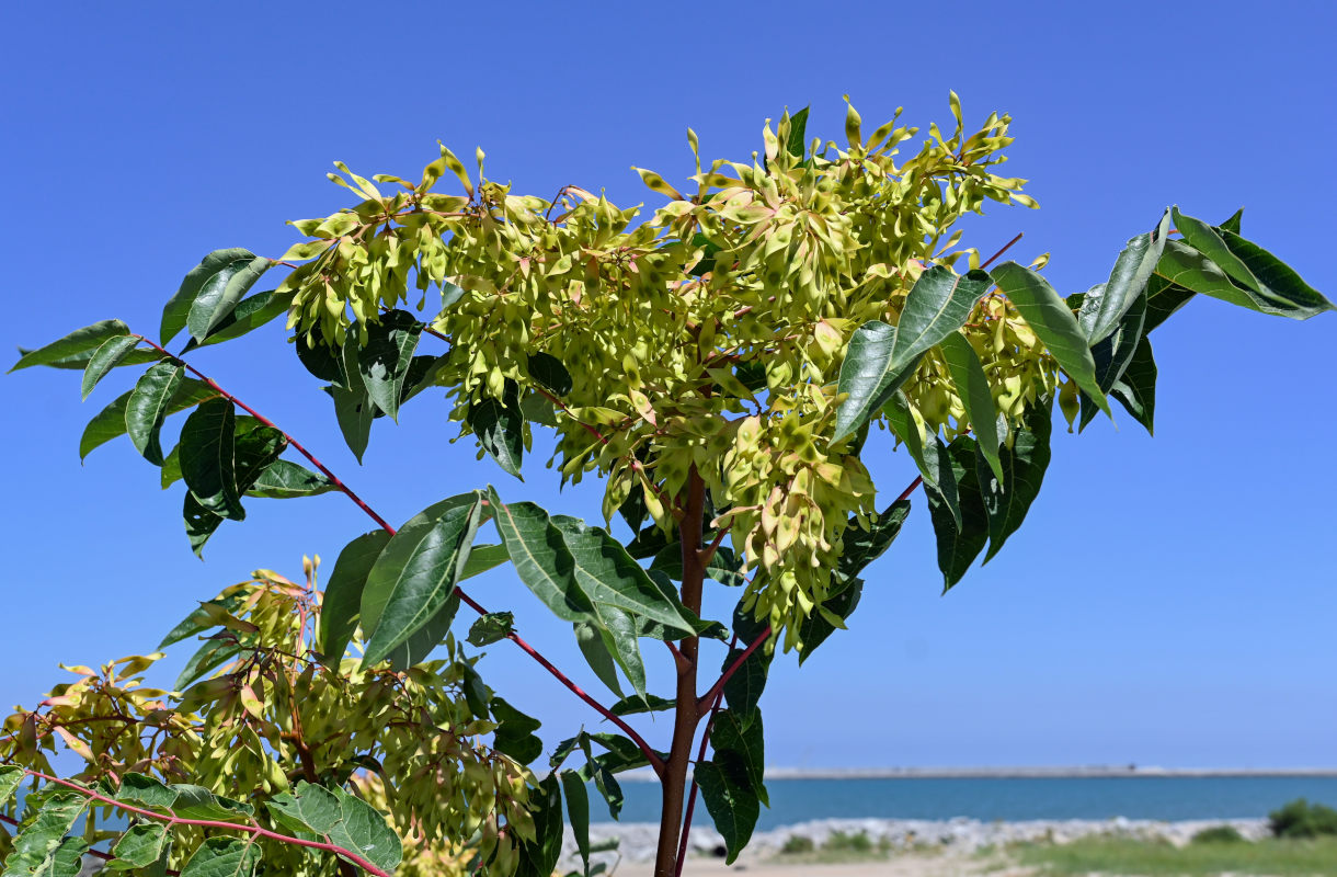 Изображение особи Ailanthus altissima.