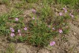 Erodium cicutarium. Цветущее и плодоносящее растение. Санкт-Петербург, Фрунзенский р-н, Исфаханский сквер у парка \"Яблоневый сад\", нарушенный участок газона. 14.05.2023.