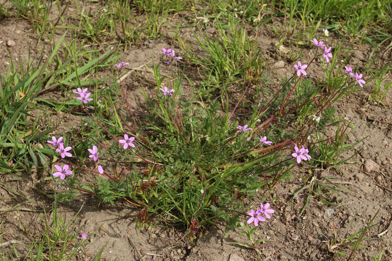 Изображение особи Erodium cicutarium.