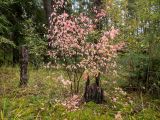 Euonymus verrucosus. Растение с листьями в осенней окраске. Тверская обл., Кимрский р-н, окр. дер. Щёлково, смешанный лес. 26.09.2022.