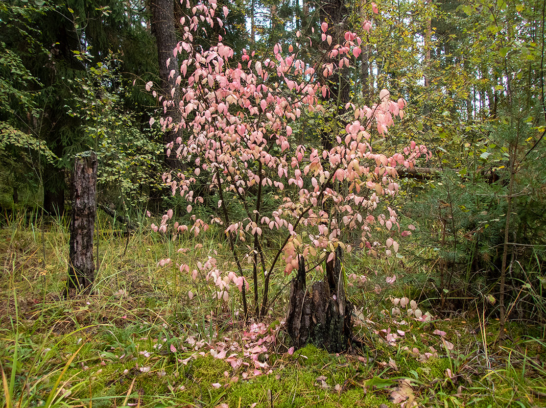 Изображение особи Euonymus verrucosus.