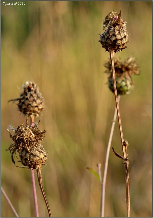 Image of Centaurea scabiosa specimen.