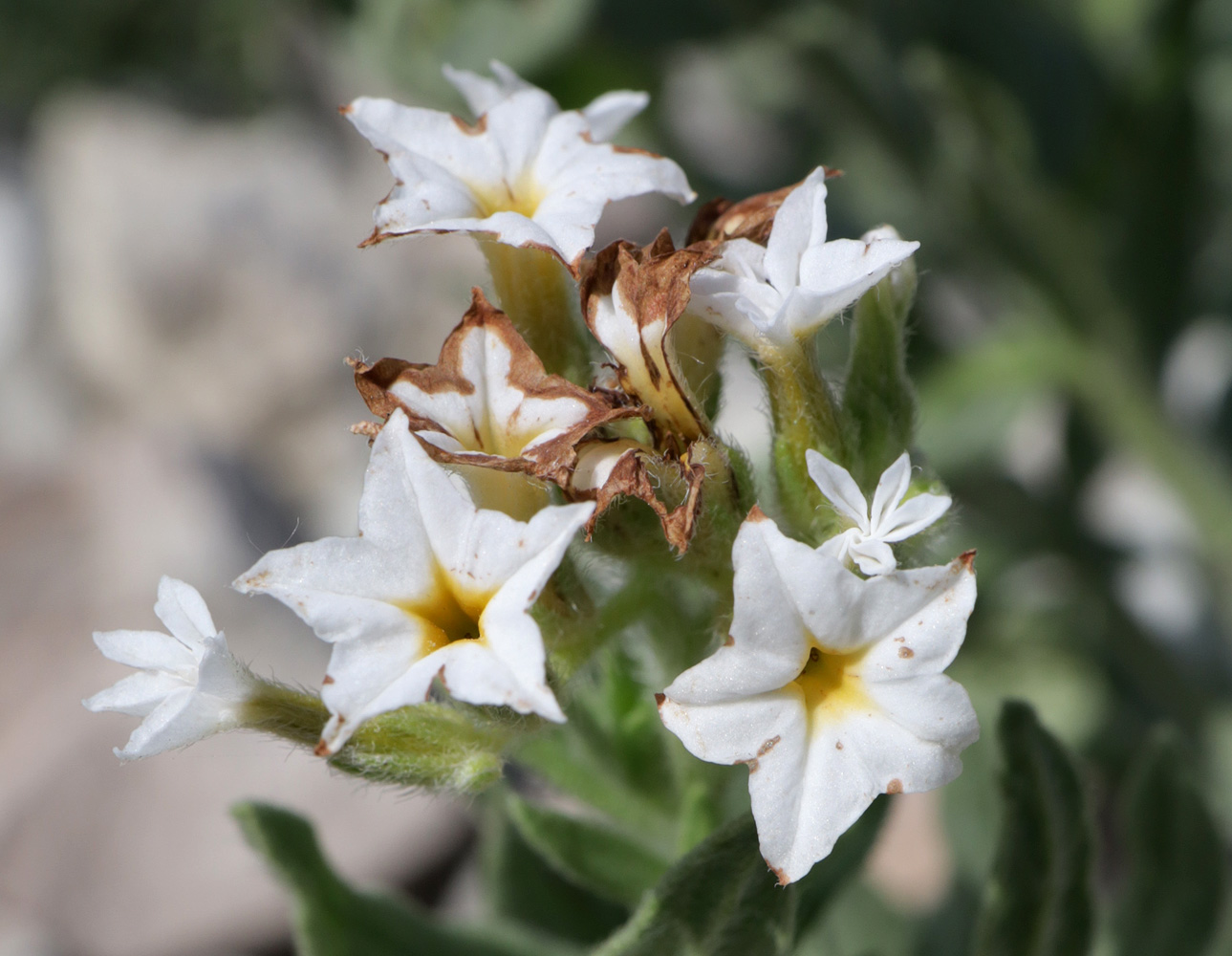 Изображение особи Argusia sibirica.