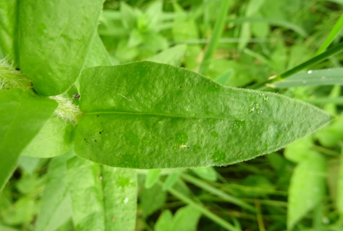 Изображение особи Lychnis chalcedonica.