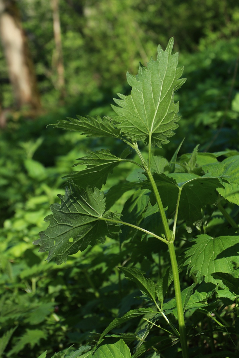 Изображение особи Urtica galeopsifolia.