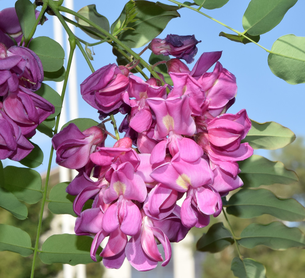 Image of Robinia &times; margaretta specimen.