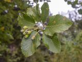 Sorbus aria