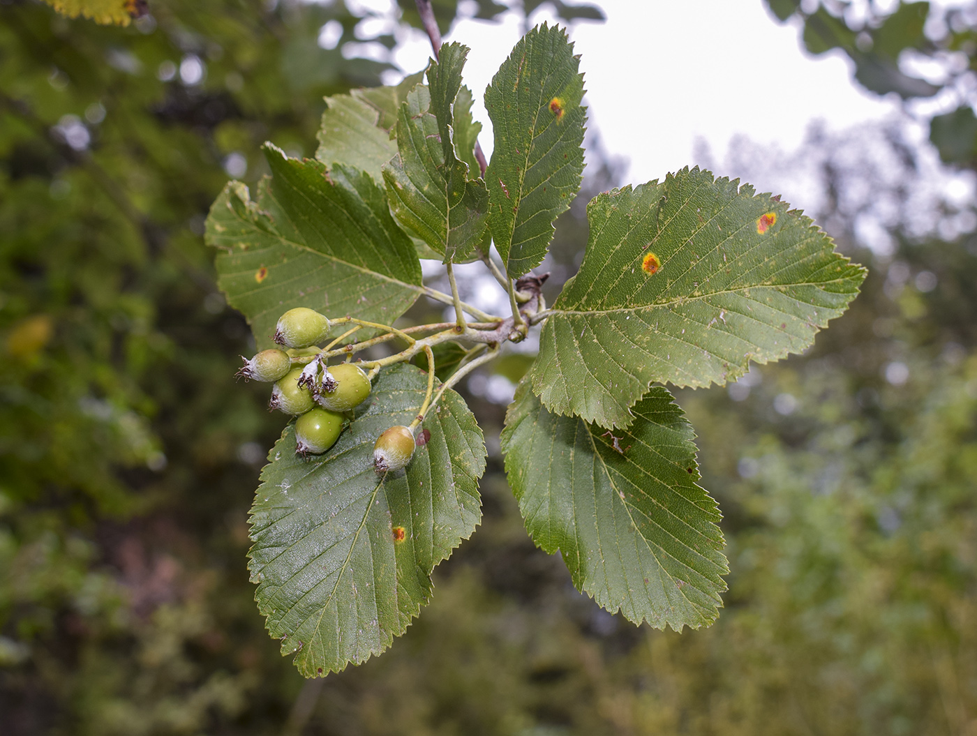 Image of Sorbus aria specimen.