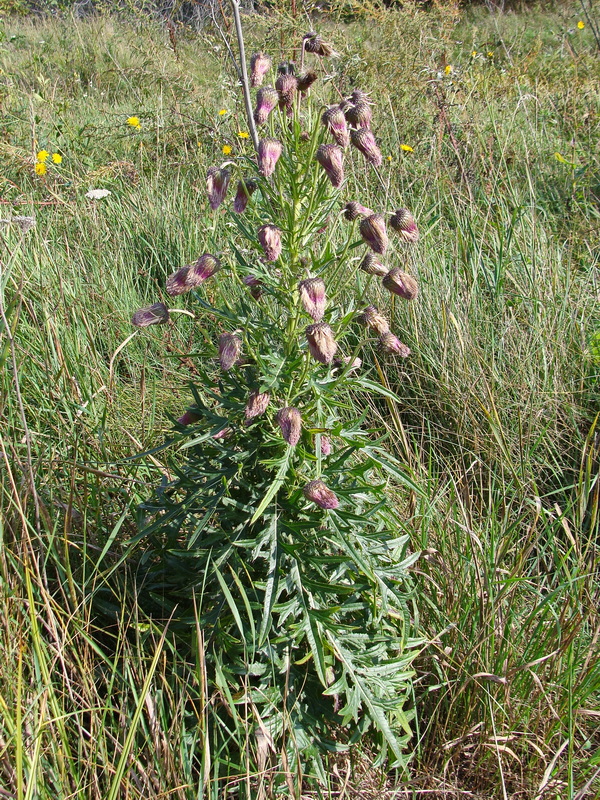 Изображение особи Cirsium pendulum.