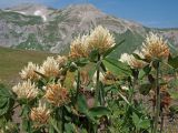 Trifolium canescens. Верхушка цветущего растения. Адыгея, Кавказский биосферный заповедник, гора Гузерипль, ≈ 2150 м н.у.м., склон из ожелезнённого слабокарбонатного песчаника с обломками сидерита. 28.06.2023.