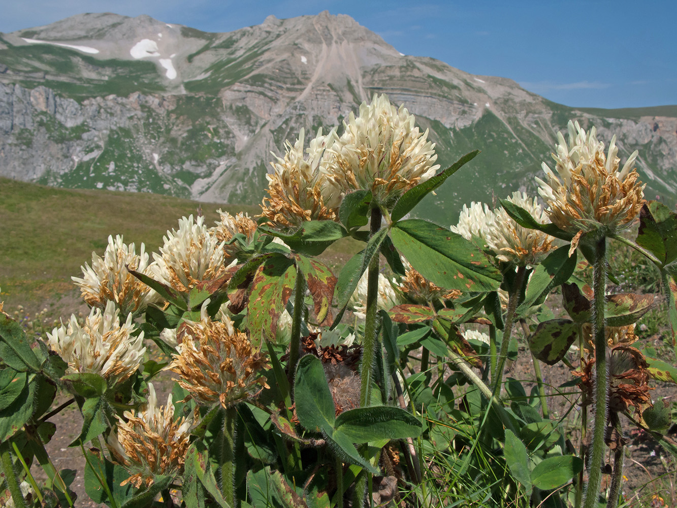 Image of Trifolium canescens specimen.