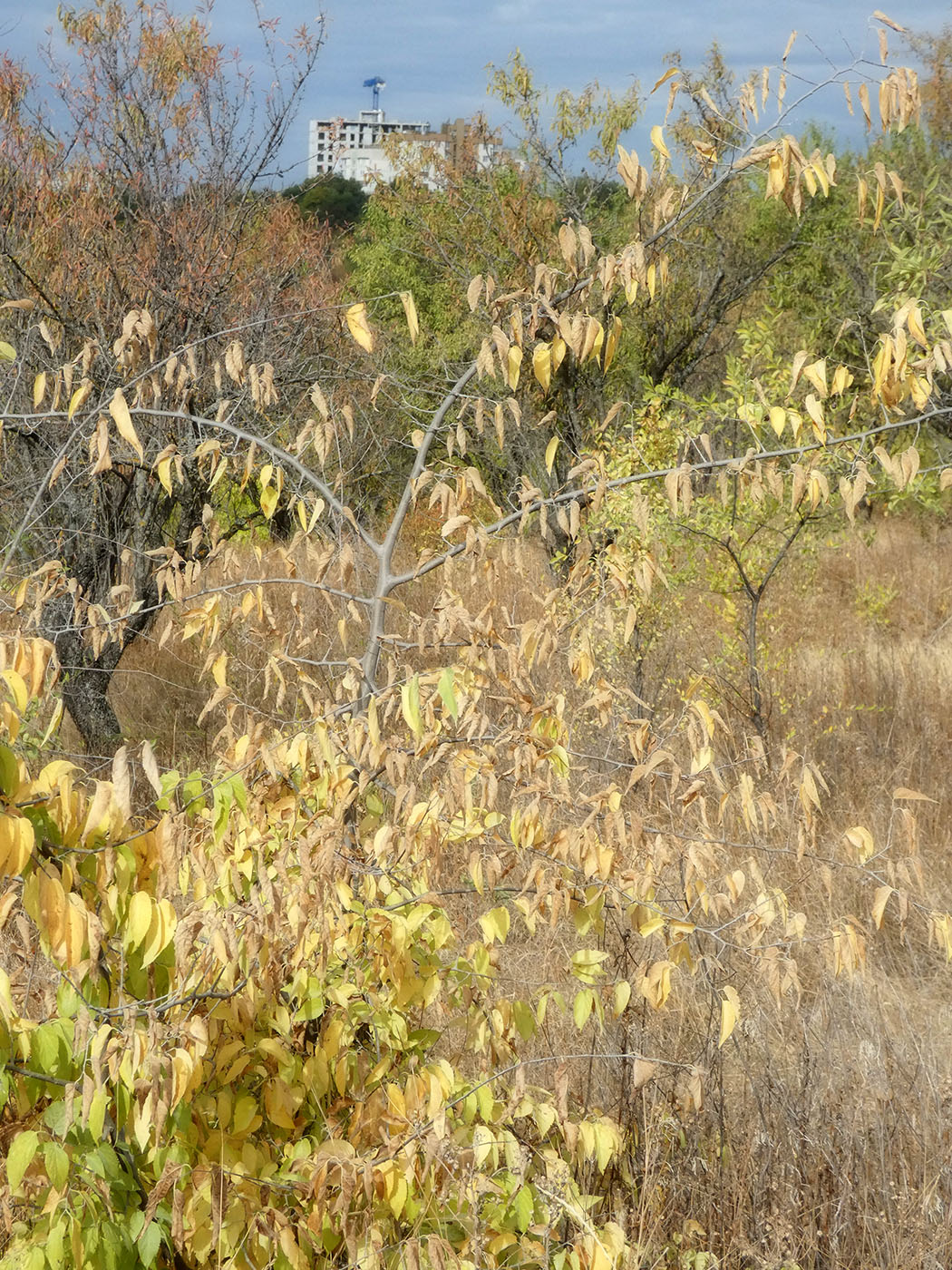 Image of genus Celtis specimen.