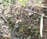 Cladonia magyarica