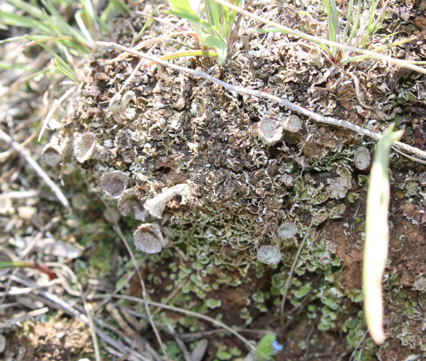 Изображение особи Cladonia magyarica.