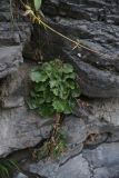 семейство Brassicaceae