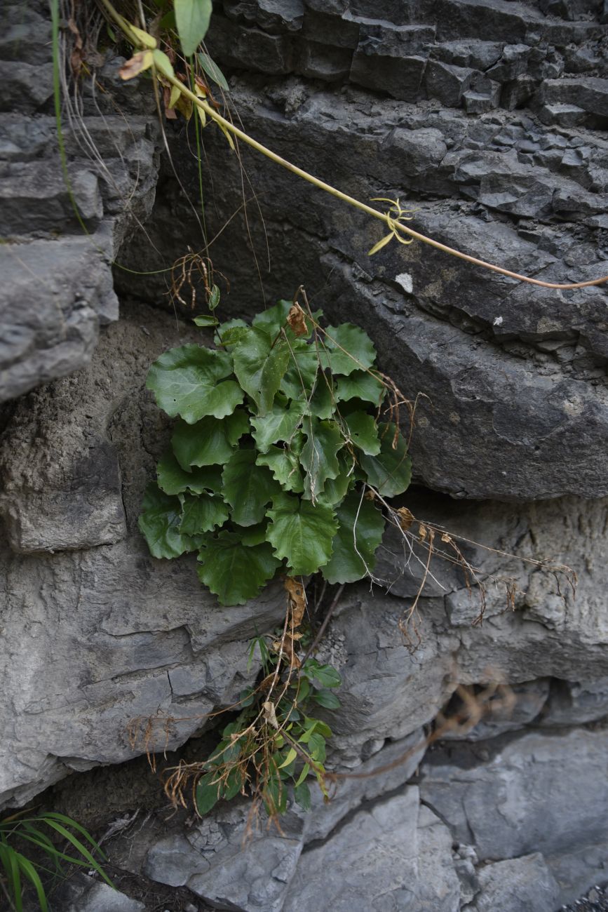 Изображение особи семейство Brassicaceae.