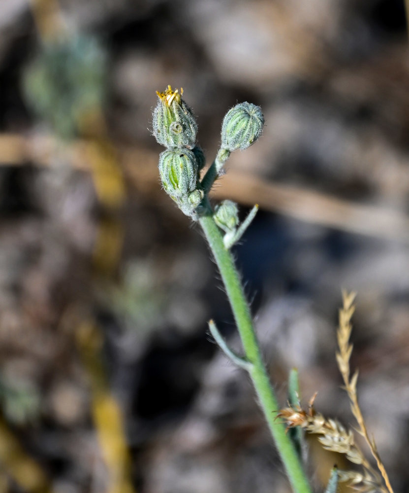 Изображение особи Pilosella echioides.