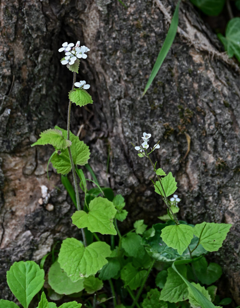 Изображение особи Alliaria petiolata.