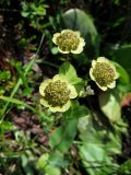 Bupleurum triradiatum