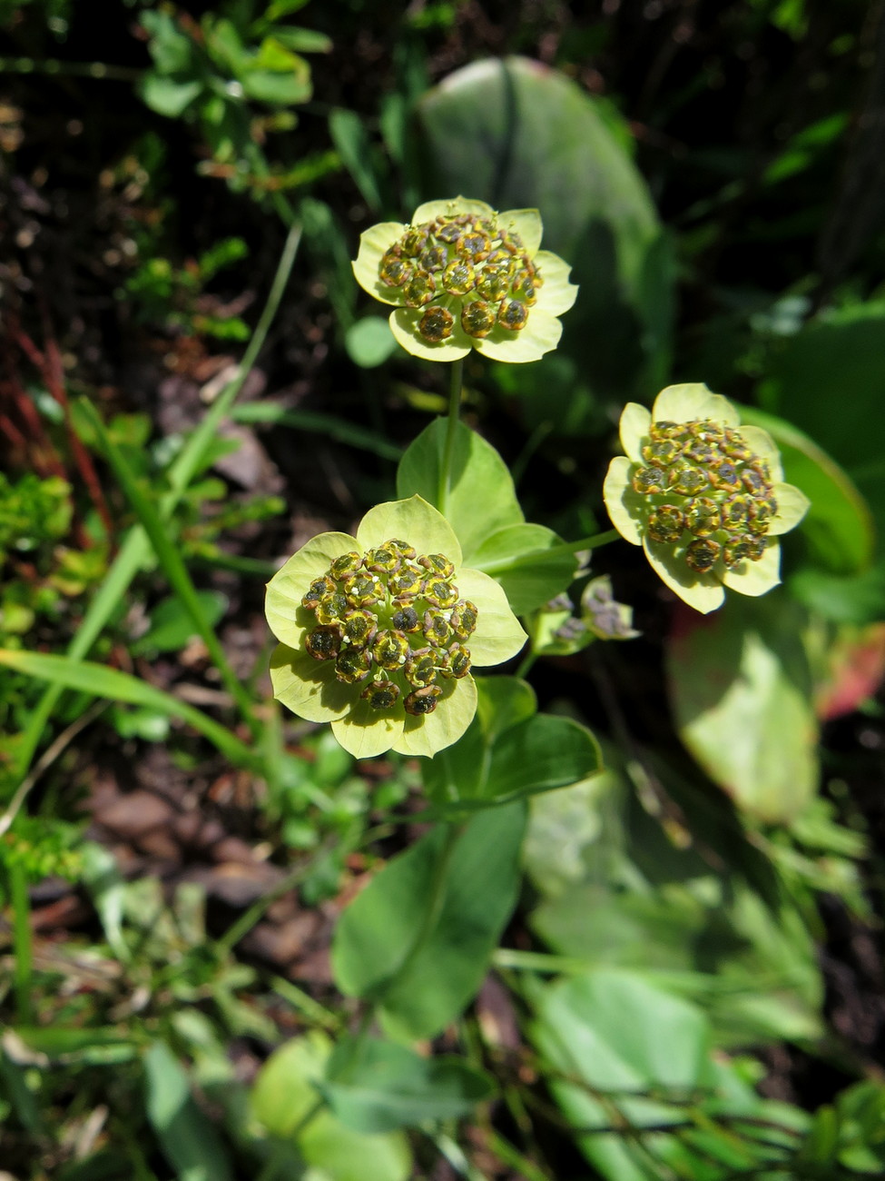 Image of Bupleurum triradiatum specimen.