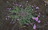 Dianthus repens