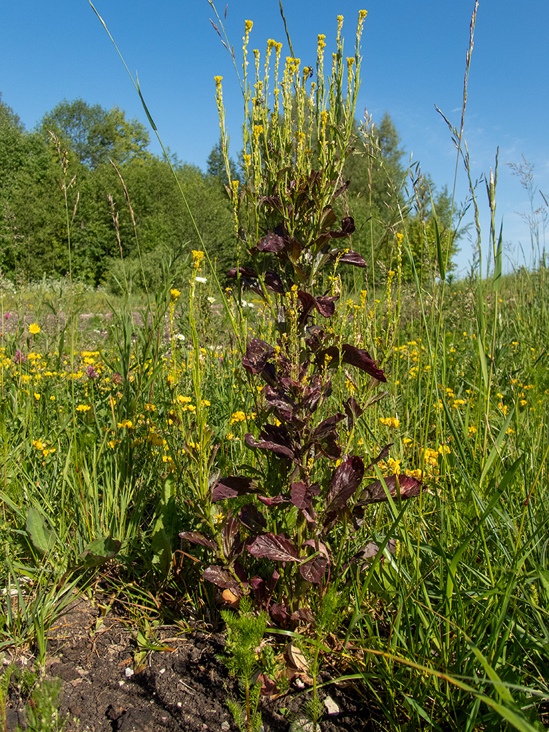 Image of Barbarea stricta specimen.