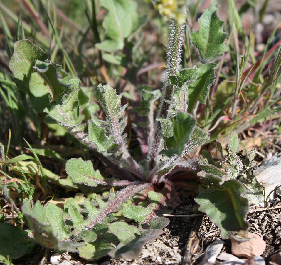 Image of Lagoseris sancta specimen.