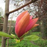 genus Magnolia