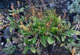 Plantago camtschatica. Плодоносящие растения. Курильские о-ва, о-в Итуруп, долина р. Водопадная, каменистый берег. 16.08.2023.