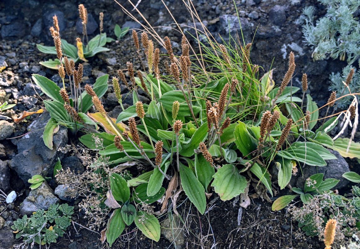 Изображение особи Plantago camtschatica.