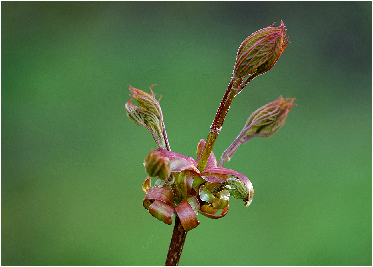 Image of Acer platanoides specimen.