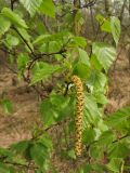 Betula pubescens. Ветвь с тычиночным соцветием. Нидерланды, провинция Дренте, национальный парк Drentsche Aa, заболоченный лес на берегу небольшого озера. 27 апреля 2008 г.