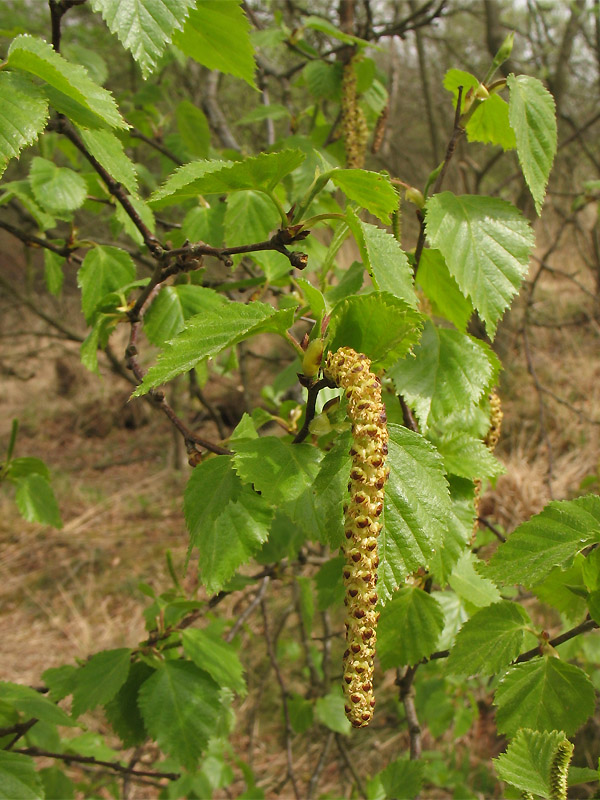 Изображение особи Betula pubescens.