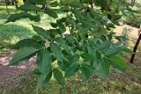 Phellodendron amurense