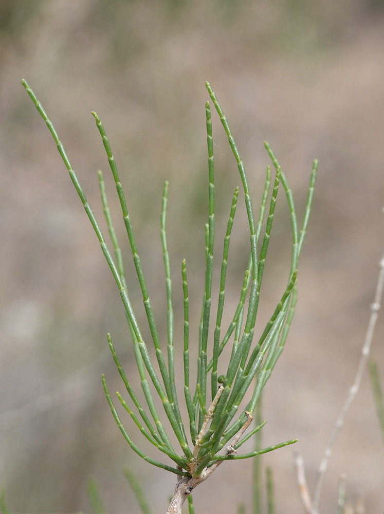 Изображение особи Haloxylon persicum.