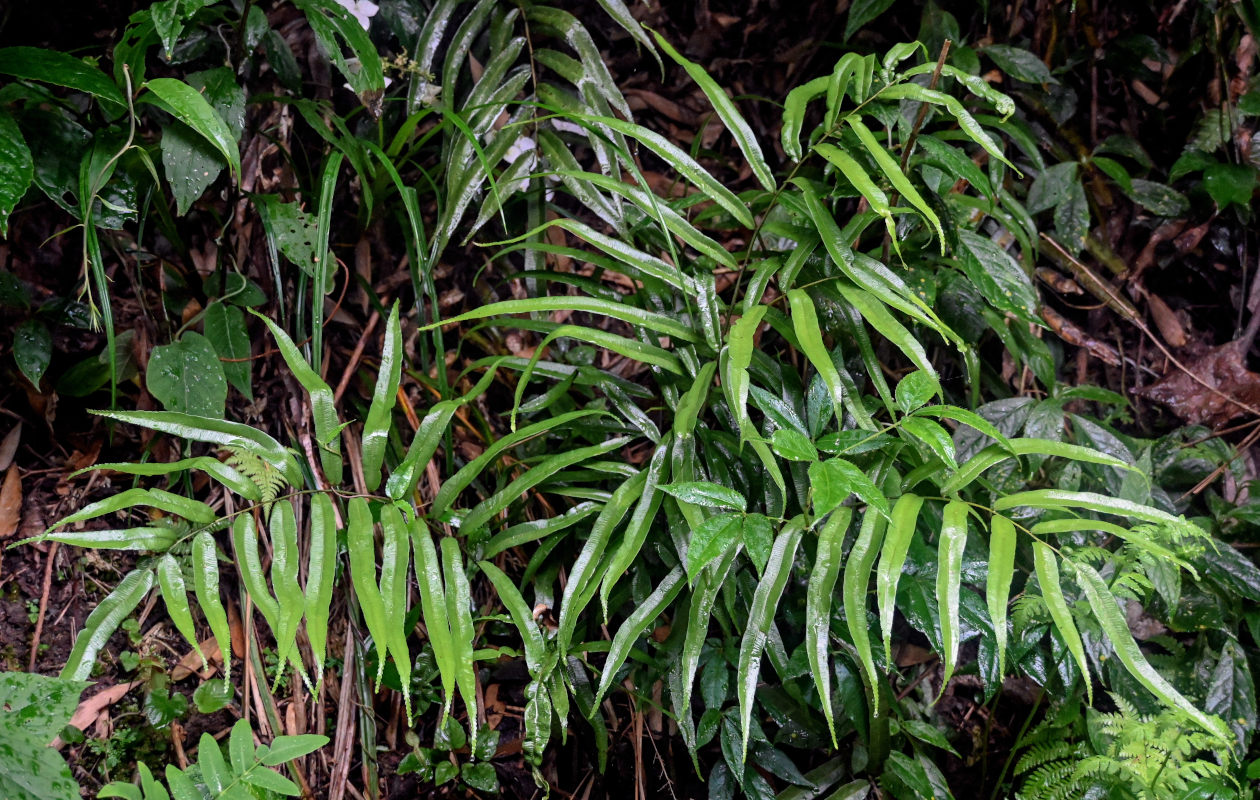 Image of Plagiogyria euphlebia specimen.