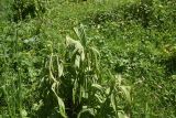 Veratrum lobelianum