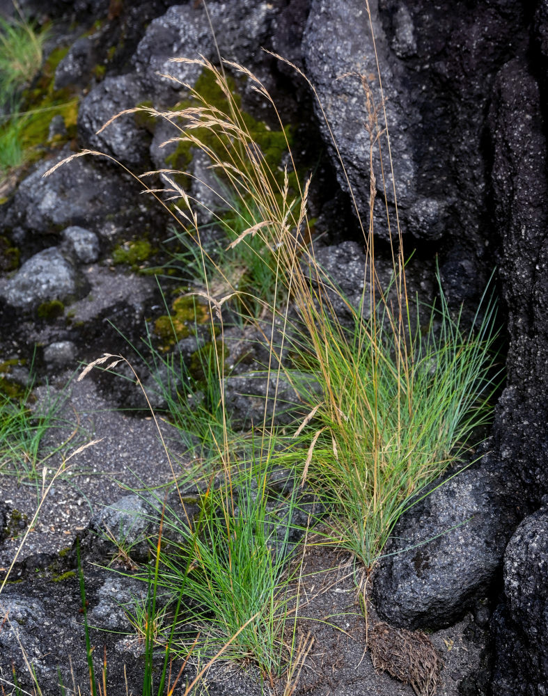 Image of familia Poaceae specimen.