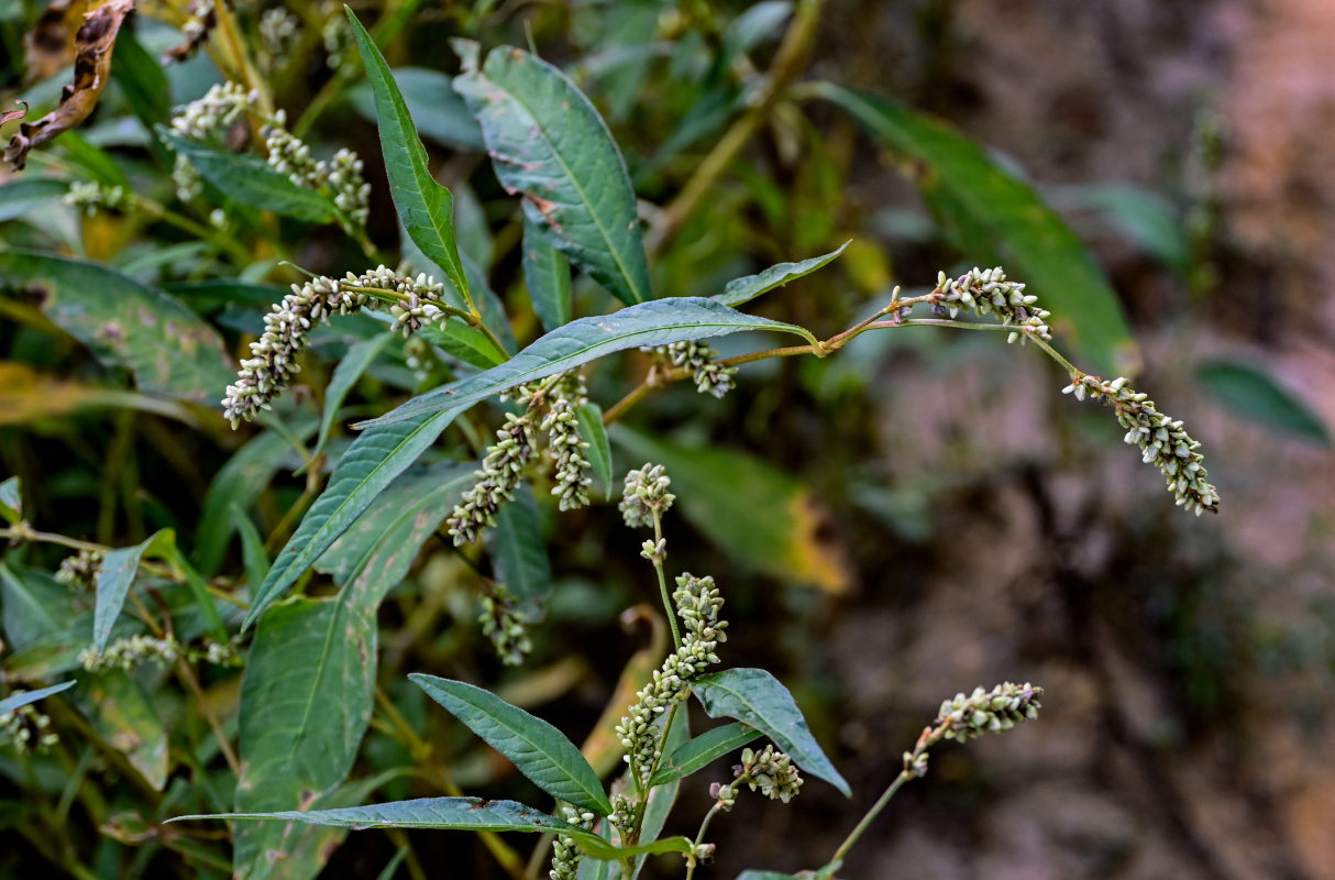 Image of Persicaria lapathifolia specimen.