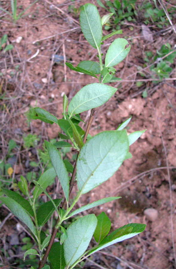 Image of Salix myrsinifolia specimen.