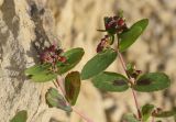 Euphorbia nutans
