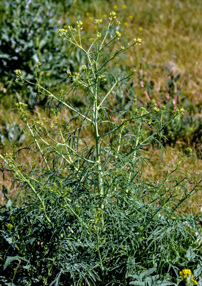 Image of Sisymbrium altissimum specimen.