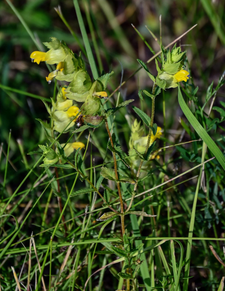 Изображение особи род Rhinanthus.